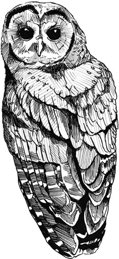 Owl